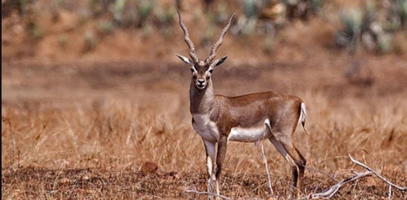 Pranhita Wildlife Sanctuary, Adilabad, Telangana - Vushii.com Pranhita Wildlife Sanctuary, Adilabad, Telangana - Vushii.com